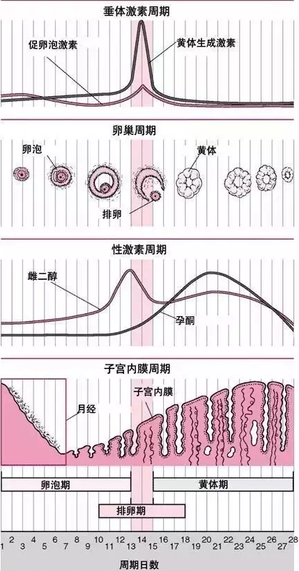 重慶送子鳥醫院