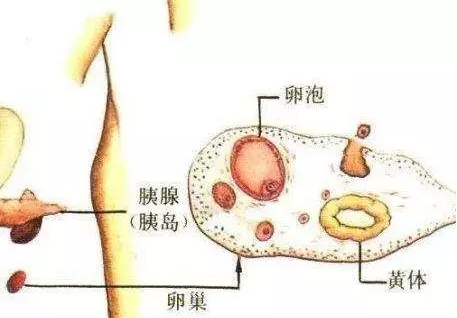 重慶送子鳥醫(yī)院
