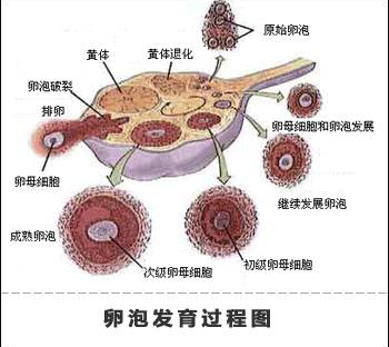 重慶送子鳥醫(yī)院